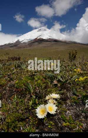 Ecuador Wildflowers Cotopaxi National Park Andes Mountains landscape scenery flowers flowering nature grass volcanic Cotopaxi Stock Photo