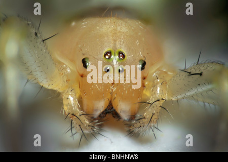 The Cucumber green spider (Araniella cucurbitina) portrait front view Stock Photo