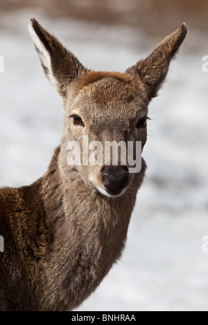 Sika Deer, Cervus nippon. The animal is in a zoo. Stock Photo