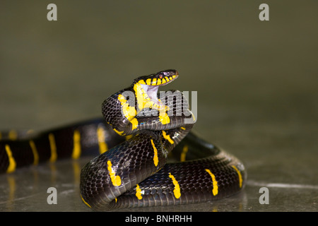 Mangrove snake Gold-ringed Cat Snake Boiga dendrophila reptile reptiles venomous snake Stock Photo