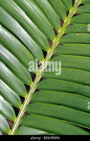 Bread palm Encephalartos lebomboensis South Africa Africa Cycadales Encephalartos Santa Lucia Detail Close-up Leaflet leafs Stock Photo