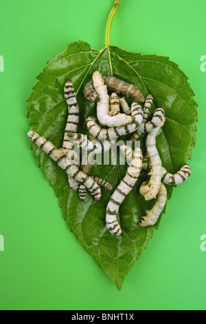 silkworms eating mulberry leaf closeup nature silk worms Stock Photo