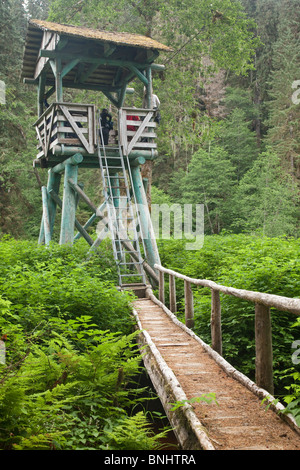 USA Alaska Admiralty Island Pack Creek Brown Bear WILD Ursus 