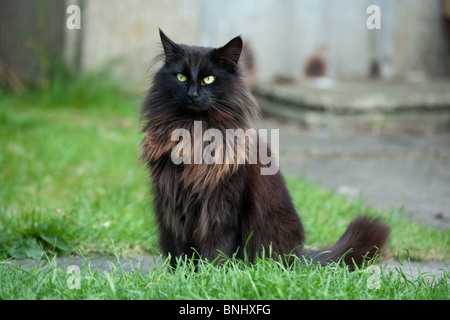 Long Haired Black Cat Stock Photo