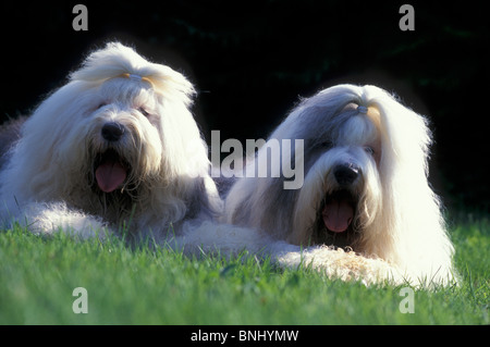Bobtail Dog Lying Comfortably On The Grass Stock Photo - Download Image Now  - Old English Sheepdog, Dog, Animal - iStock