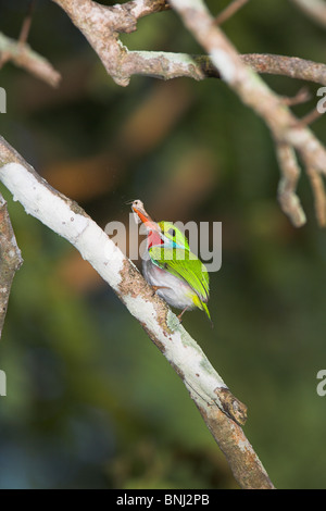 Cuban Tody Todus multicolor perched on branch at Zapata Peninsular, Republic of Cuba in March. Stock Photo