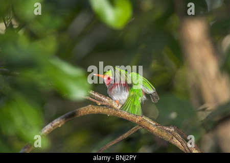 Cuban Tody Todus multicolor perched on branch and wing stretching at Zapata Peninsular, Republic of Cuba in March. Stock Photo