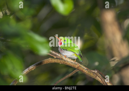 Cuban Tody Todus multicolor perched on branch at Zapata Peninsular, Republic of Cuba in March. Stock Photo