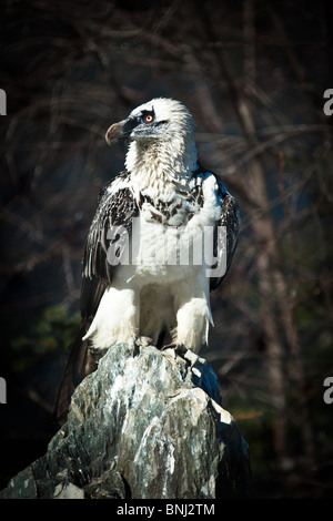 Lammergeier, Bearded Vulture, Bearded Vulture-Eagle, Gypaetus barbatus. The animal is in a zoo. Stock Photo