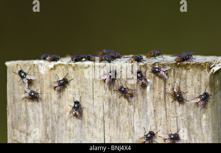 Cluster of Autumn Flies (Musca autumnalis) sunbathing on fence post. UK Stock Photo