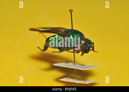 Israeli Fly Insect Israeli Insect collection of different species - insects collected in ...