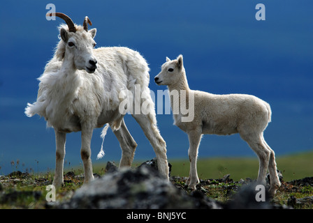 USA America Dall sheep Dallschaf Ovis Dalli spring lamb baby animal beast animals beasts wild animal wool white Denali national Stock Photo