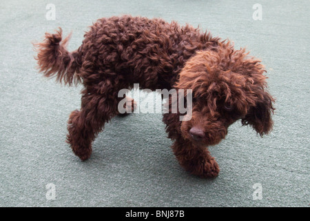 Chocolate brown miniature toy poodle. St Mawes, Cornwall, England. Stock Photo