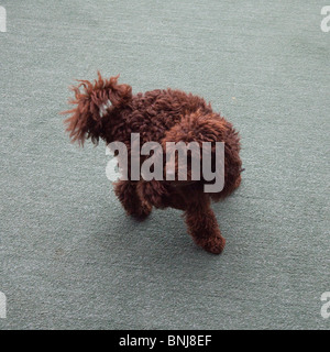 Chocolate brown miniature toy poodle. St Mawes, Cornwall, England. Stock Photo