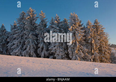 Fürschwendi Switzerland Canton of St. Gallen wood forest dusk evening ...