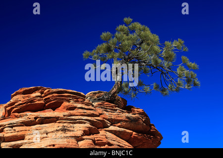 Pinus Ponderosa Ponderosa Pine Gnarled Tree Sandstone Tower Zion National Park Utah USA North America Canyonlands Rock Rock Stock Photo