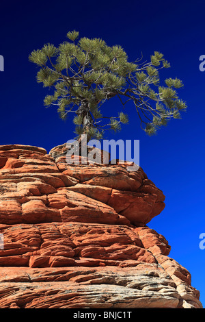 Pinus Ponderosa Ponderosa Pine Gnarled Tree Sandstone Tower Zion National Park Utah USA North America Canyonlands Rock Rock Stock Photo