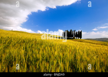 Cluster of Cypress Trees near San Quirico in the Val d'Orcia, Tuscany Italy Stock Photo