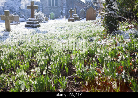 Snowdrops in snow in the corner of the churchyard at St John the Baptist church in the Cotswold village of Edge, Gloucestershire Stock Photo