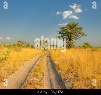 Sandy road to Susuwe Island Lodge Bwabwata National Park Caprivi Namibia Africa tracks tire tracks trees nature savanna Stock Photo