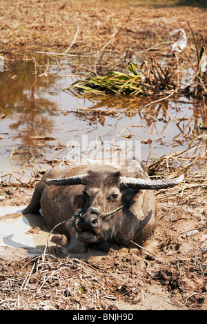 Domestic water buffalo Bubalus bubalis in rural Cambodia Stock Photo