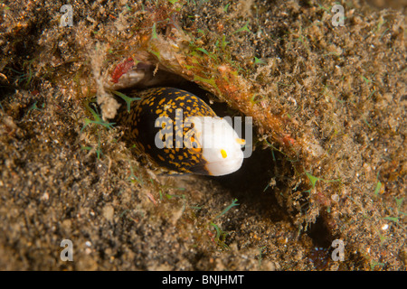 Snowflake Moray Eel (Echidna nebulosa) also known as the Starry Moray or Clouded Moray. Stock Photo