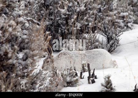 Whitetail Jackrabbit Lepus townsendii rabbit winter snow snowing ...
