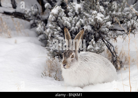 Whitetail Jackrabbit Lepus townsendii rabbit winter snow snowing ...