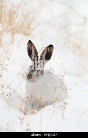 Whitetail Jackrabbit Lepus townsendii rabbit winter snow sitting ...