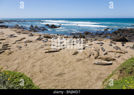 Northern Elephant Seal Mirounga angustirostris on beach in Big Sur along Rt 1 on the Pacific Ocean coast of California Stock Photo