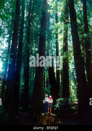 Mother and son standing under the tallest trees in the world, the Giant Sequoias in Northern California Stock Photo