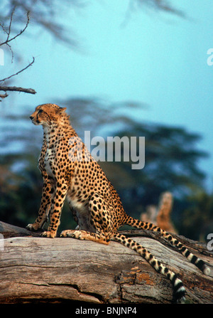 Two cheetahs standing side by side on giant tree trunk looking like one cat with two tails in Amboseli National Park in Kenya Stock Photo