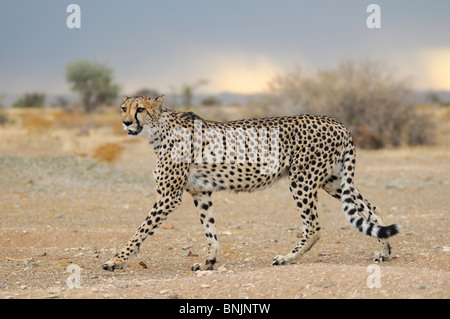 Cheetah animal Acinonyx jubatus Quiver Tree Restcamp Keetmanshoop Karas Region Namibia Africa Travel Nature Stock Photo