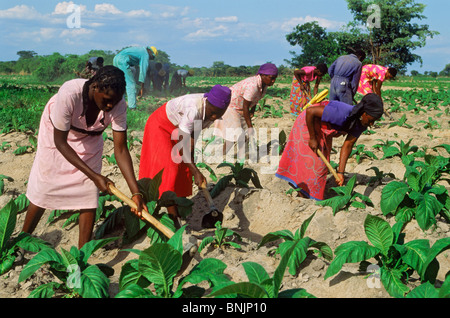 African men and women hoeing amid rows of tobacco plants on plantation in Zimbabwe Stock Photo