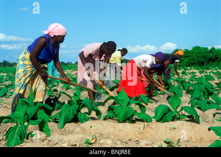 African men and women hoeing amid rows of tobacco plants on plantation in Zimbabwe Stock Photo