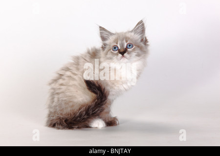 Neva Masquarade, kitten, 8 weeks / Siberian Forest Cat, Siberian Cat, Siberia, Neva Masquerade Stock Photo