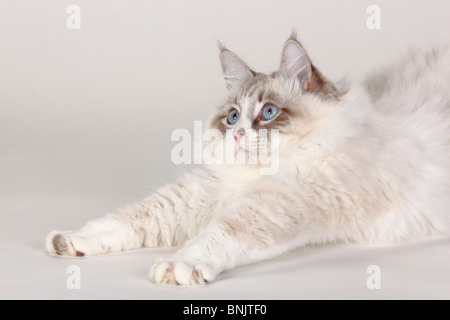 Neva Masquarade, tomcat / Siberian Forest Cat, Siberian Cat, Siberia, Neva Masquerade Stock Photo