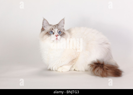 Neva Masquarade, tomcat / Siberian Forest Cat, Siberian Cat, Siberia, Neva Masquerade Stock Photo