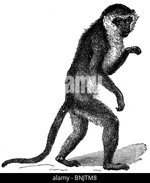 Green monkey, Cercopithecus sabaeus Stock Photo