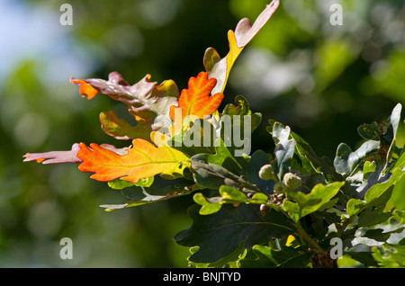 Sun shining on English Oak tree leaves (Quercus robur) in summer. Sussex, UK Stock Photo