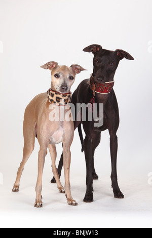 Italian Greyhounds / Piccolo Levriero Italiano, collar Stock Photo