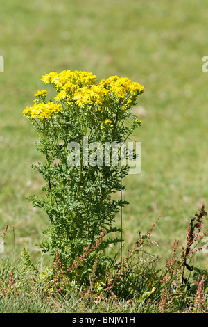 Common Ragwort (Senecio jacobaea) in flower in summer Stock Photo