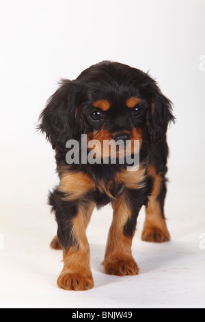 Cavalier King Charles Spaniel, puppy, black-and-tan, 8 weeks Stock Photo