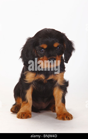 Cavalier King Charles Spaniel, puppy, black-and-tan, 8 weeks Stock Photo