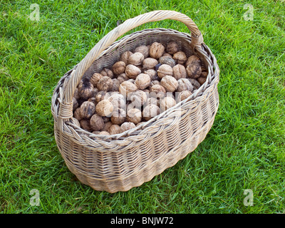 Lot of walnuts in the basket after gathering. Stock Photo