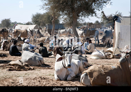 Nagaur cattle fair. Rajasthan. India Stock Photo