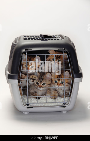 British Longhair Cats, kittens, 10 weeks, in kennel / Highlander, Lowlander, Britanica Stock Photo