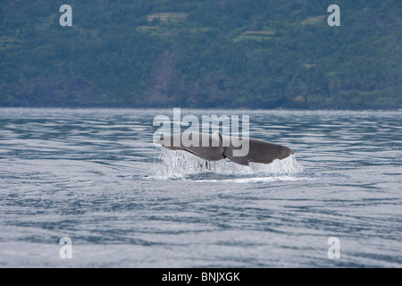 Sperm Whale, Physeter macrocephalus, Pottwal, Cachalote,Pico, Azores, Portugal, fluking, diving Stock Photo
