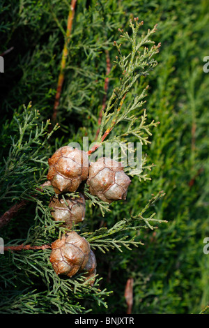 Cupressus Sempervirens,  Italian cypress, cones Stock Photo