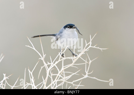 Black-tailed Gnatcatcher Stock Photo